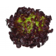 Enciam fulla de roure vermell (u)