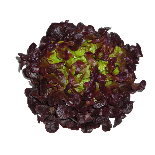 Enciam fulla de roure vermell (u)