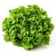 Enciam fulla de roure verd Eco (u)