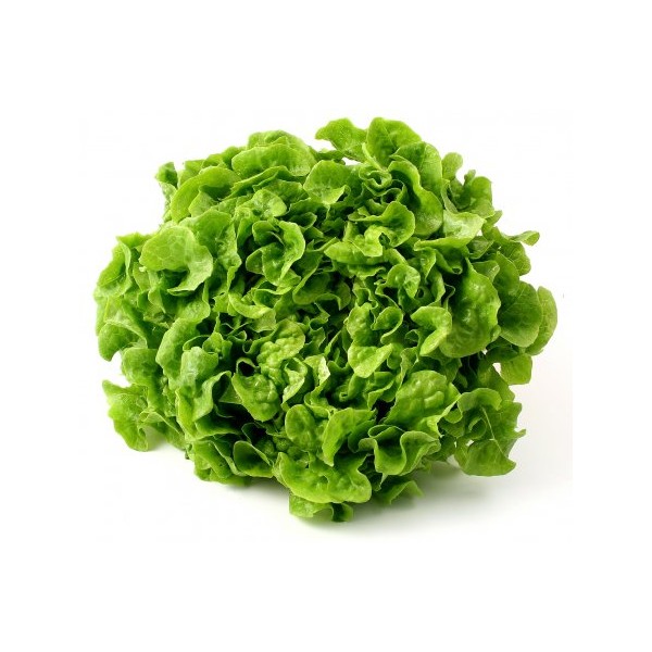 Enciam fulla de roure verd (u)